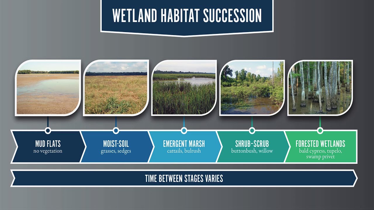 3   Wetlands Part 2   Habitat Succession