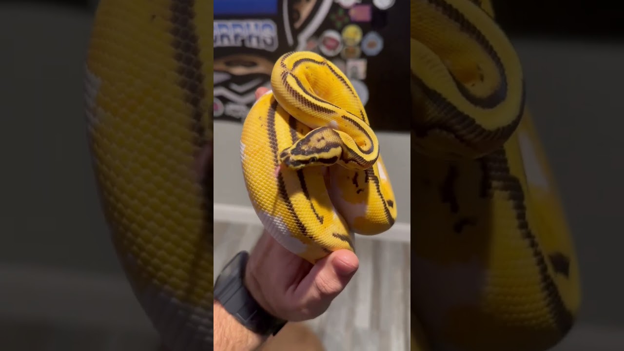 1.0 PASTEL ODYB FIRE LEO PIED HET CLOWN UP TO SIZE AND READY!