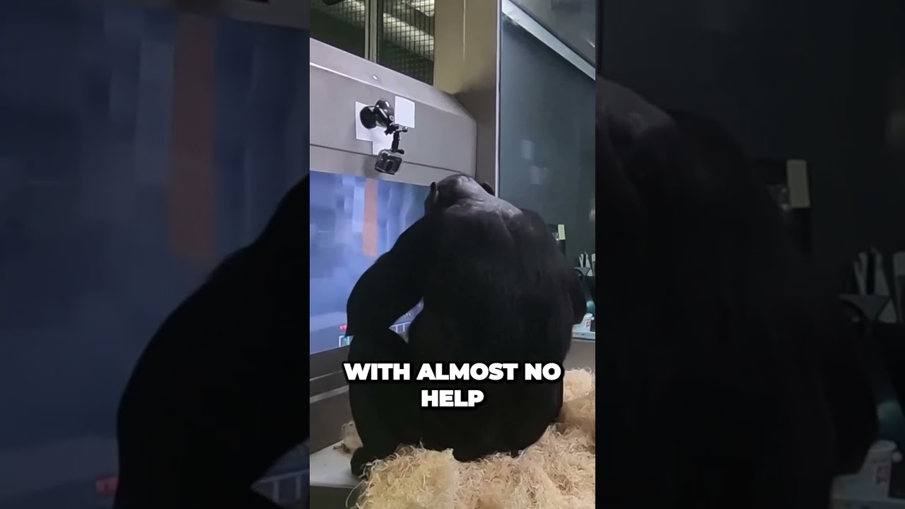 Kanzi the Clever Chimp Navigates a Cave #shorts
