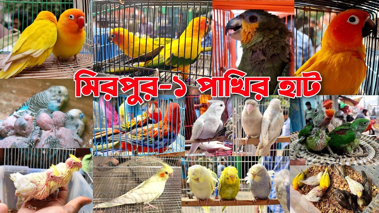 হাটে অনেক পাখি এসেছে || মিরপুর-১ পাখির হাট || কিভাবে সুস্থ পাখি চিনবেন || কিভাবে কম দামে পাখি কিনবেন