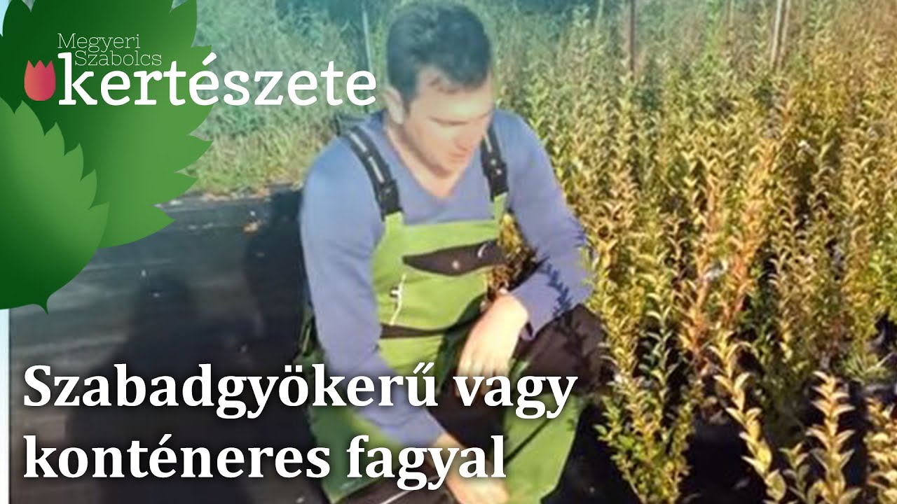 Szabadgyökerű vagy konténeres fagyal