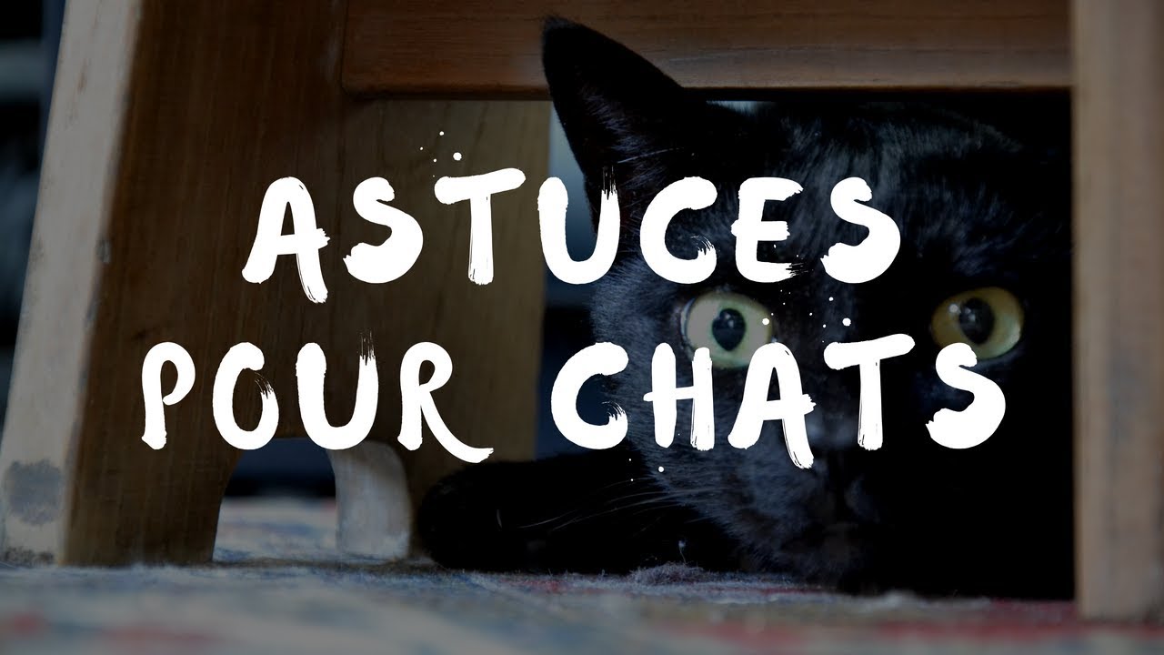 Astuce pour chat #1 - Faire pousser de l'herbe &agrave; chat