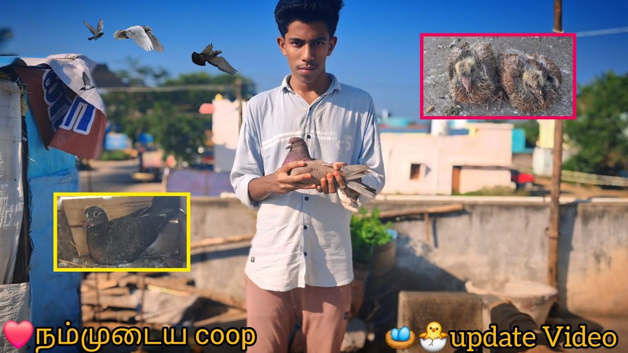 ❤️நம்முடைய coop update Video💥 #pigeon #coop #update #viralvideo #tamil