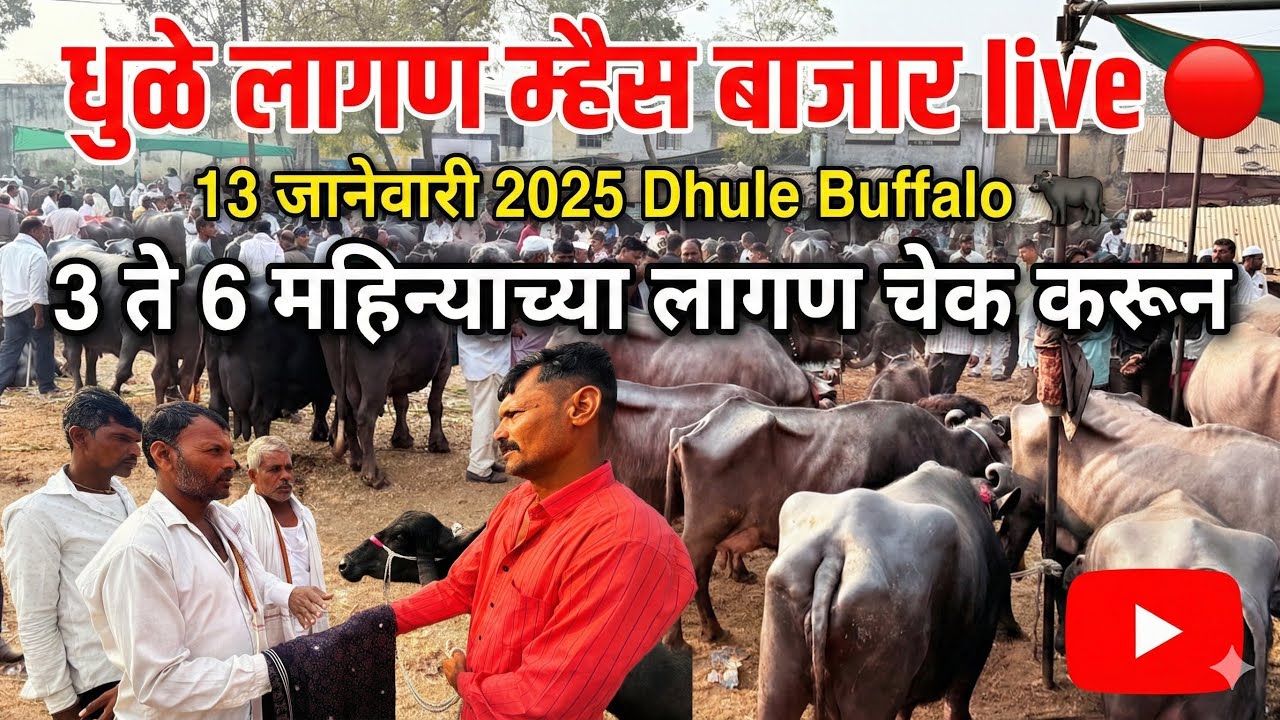 धुळे लागण म्हैस बाजार live 🔴 13 जानेवारी 2025 || Dhule Buffalo Bajar 3 ते 6 महिन्याच्या लागण 