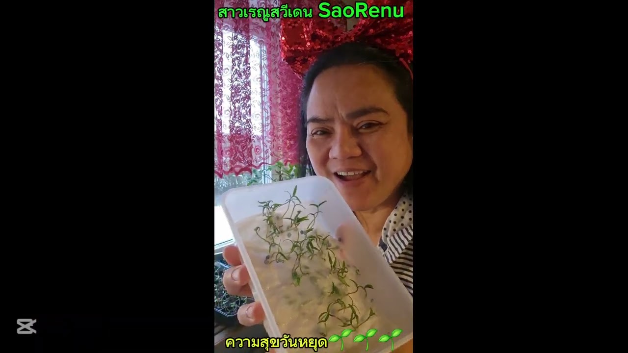 ความสุขวันหยุดของคนอยู่เมืองนอก🌱🌱🌱 #ปลูกผักกินเองในต่างแดน #vegetables  #สาวเรณูสวีเดนSaoRenu 