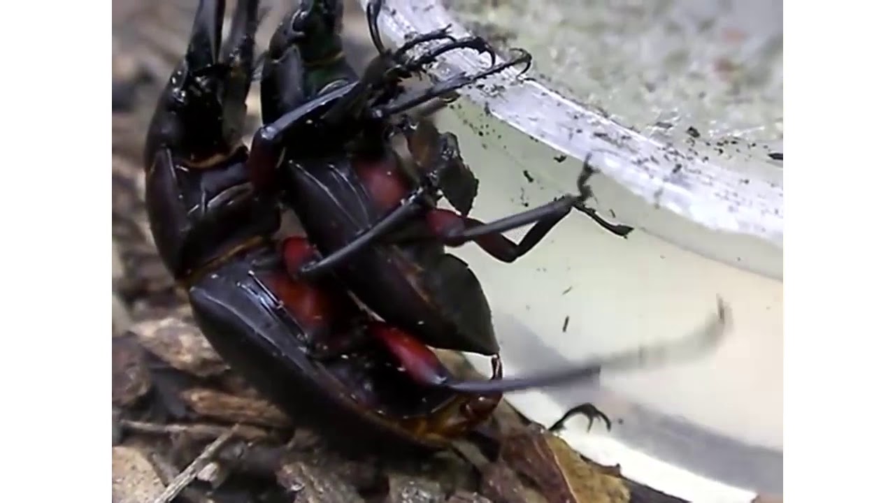 BEETLE MATING