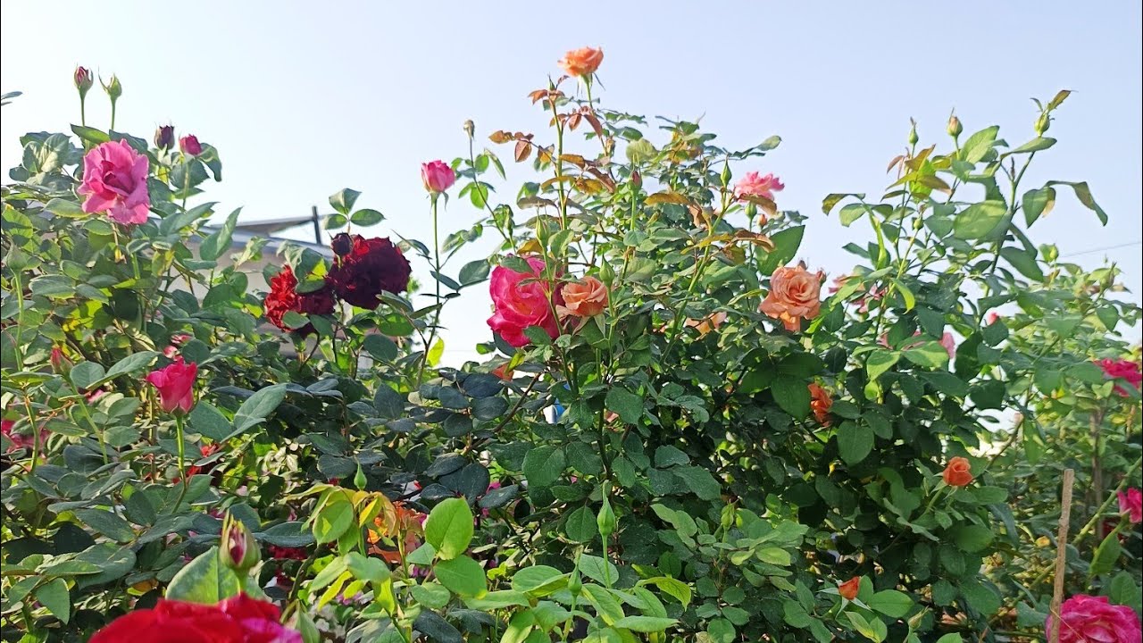 g malik garden is live Rose garden