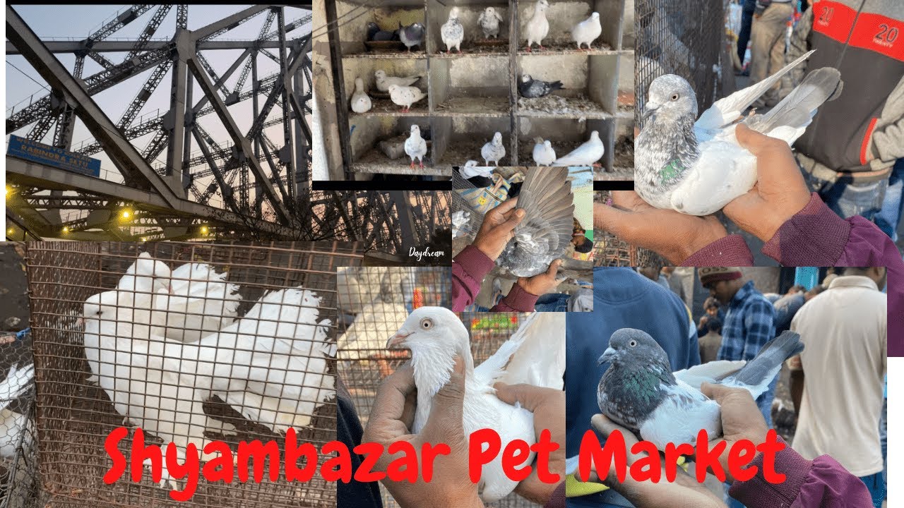 Shyambazar pet market || A day in Kolkata || Nayaab Pigeon