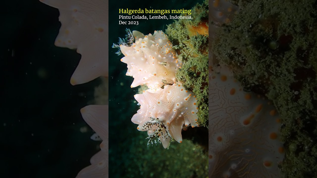 Halgerda 