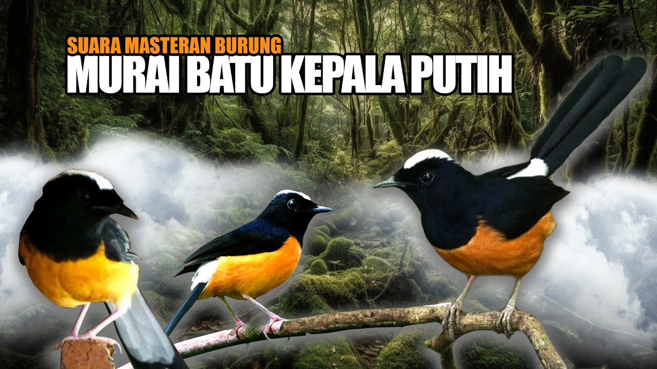 SUARA PANCINGAN  BURUNG MURAI BATU KEPALA PUTIH UNTUK MENINGKATKAN MENTAL MURAI BATU LAINNYA