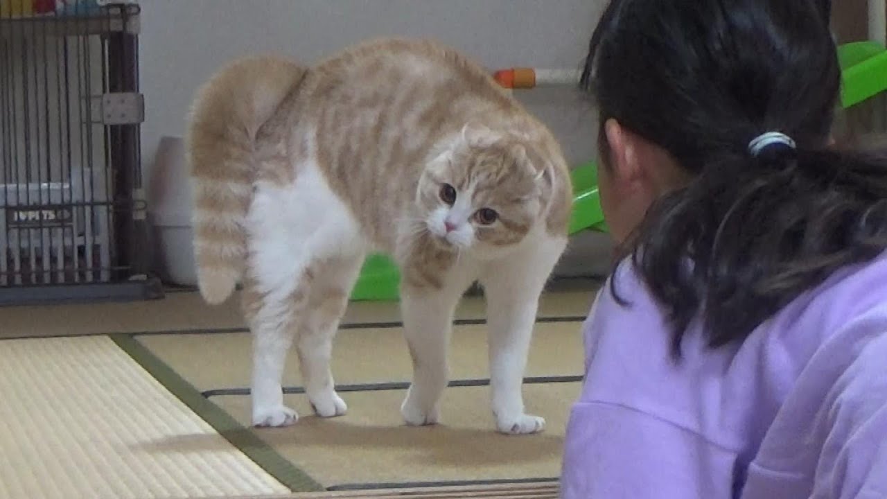 やんのかステップでオラオラな猫と娘～リアルはこうでした【リメイク版】【スコティッシュフォールド】