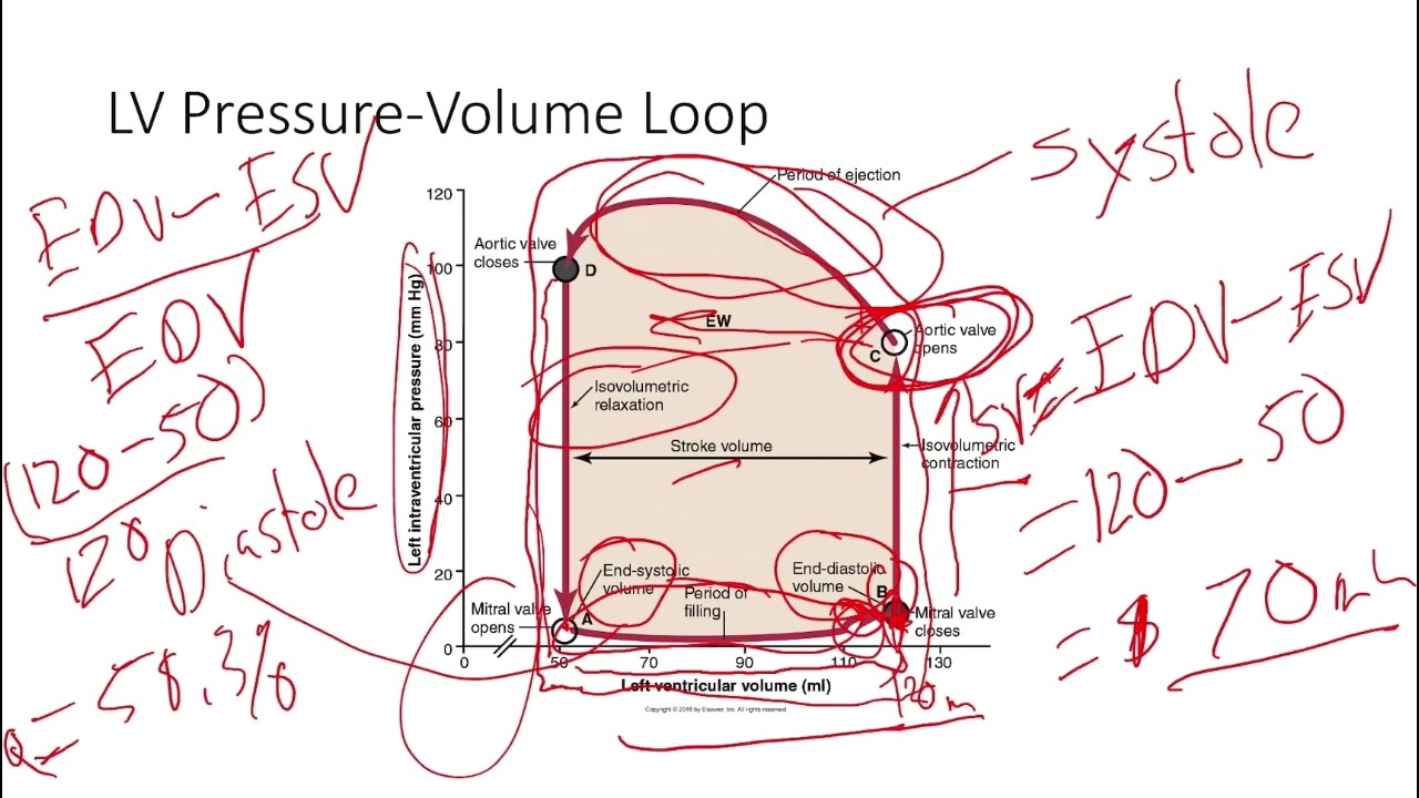 Cardiac Physiology 6: Pressure-Volume Loop