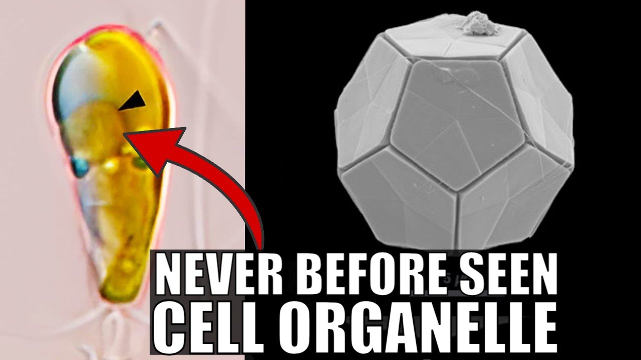 Incredible Discovery of an Entirely New Organelle That Fixes Nitrogen