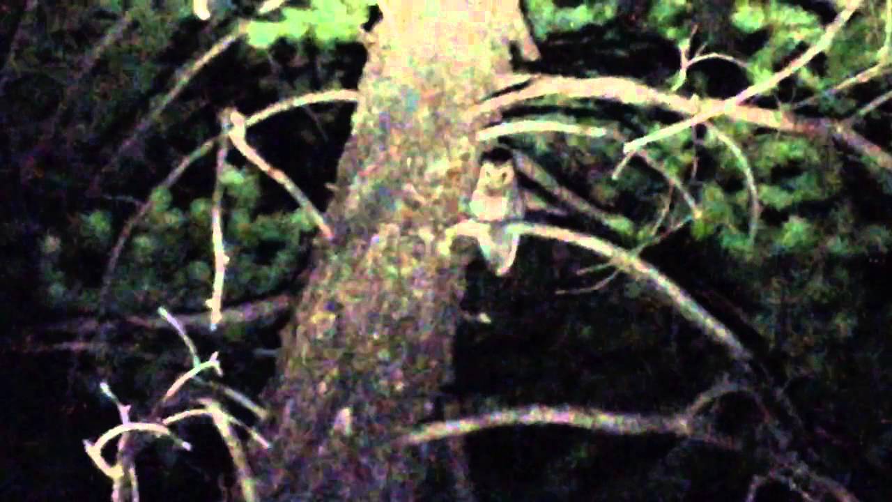 Flammulated Owl calling in Arizona