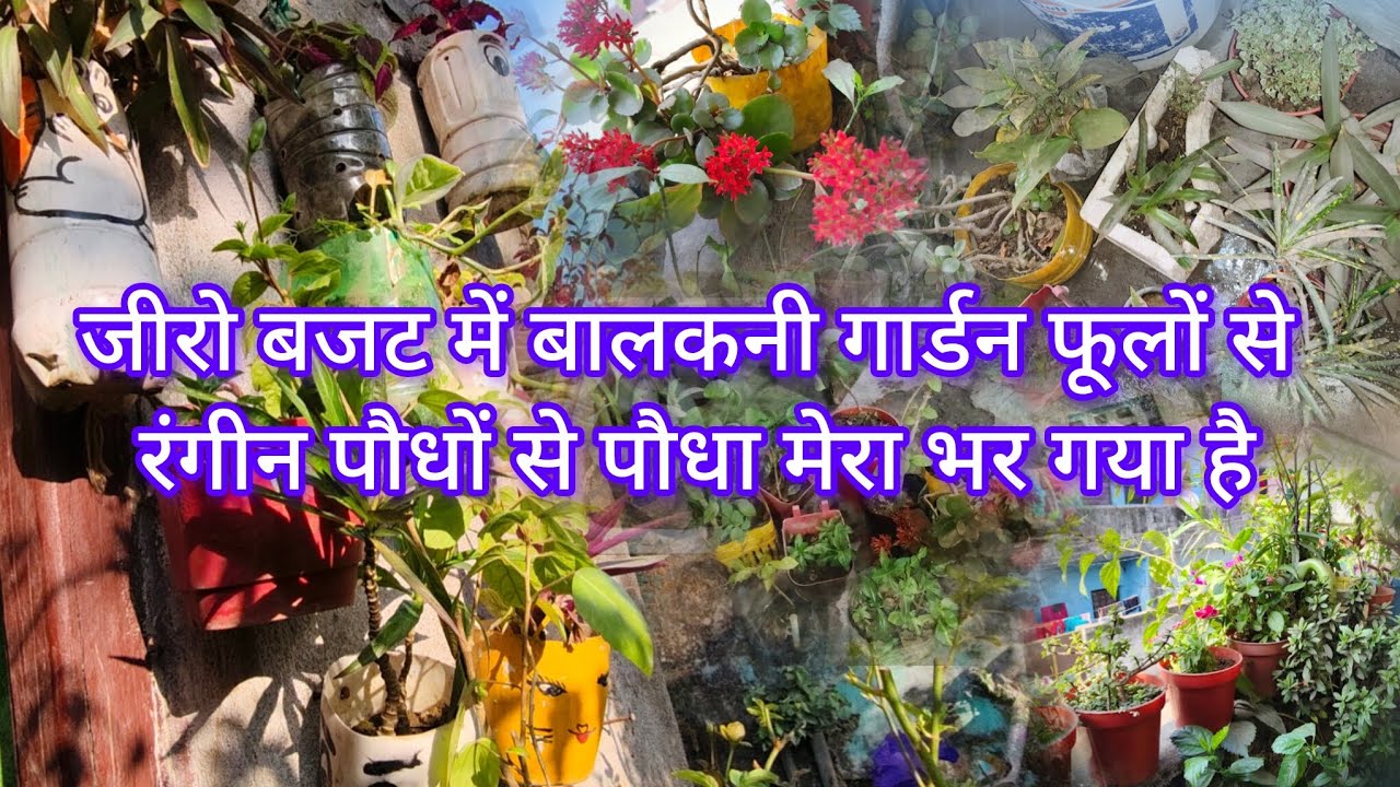 जीरो बजट में बालकनी गार्डन फूलों से रंगीन पौधों से पौधा मेरा भर गया है #garden #viral #video 