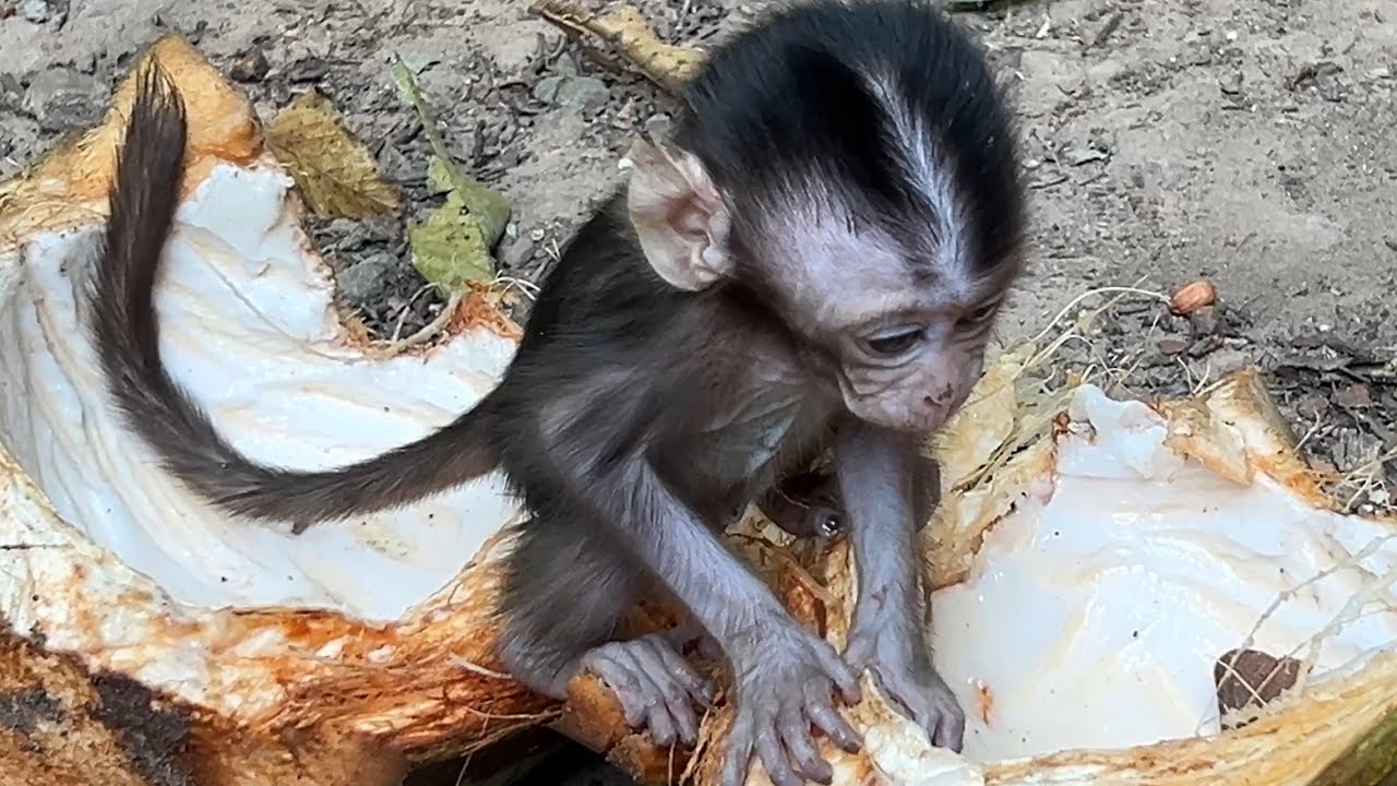 The most beautiful baby Amina try to eat pieces of coconut after mom Anna remained to her 
