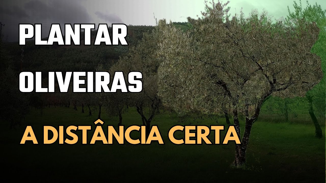 Как узнать правильный компас, чтобы оливковые деревья находились между ними на правильном расстоянии