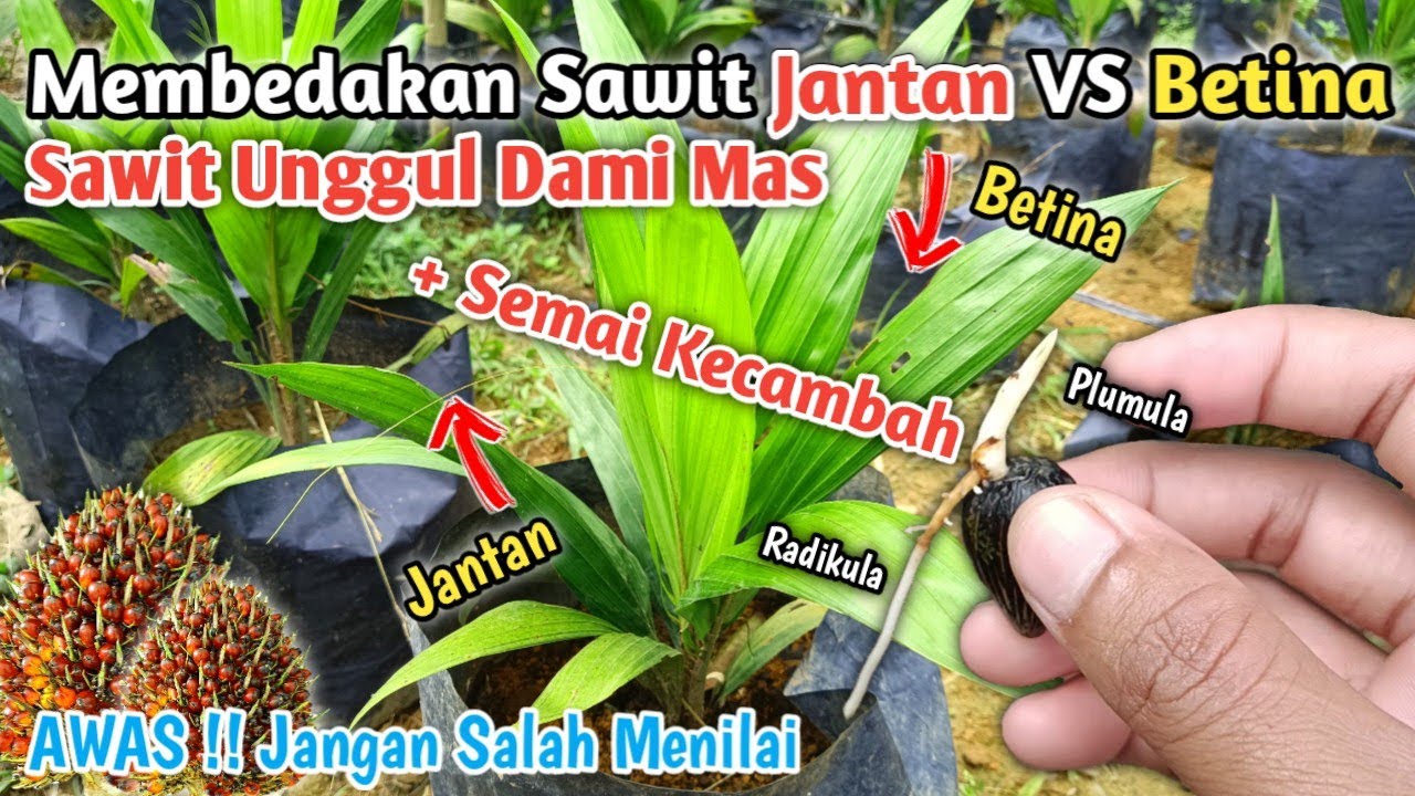 Cara Membedakan Kelapa Sawit Jantan dan Sawit Betina + Cara Semai Kecambah Kelapa Sawit yang Benar