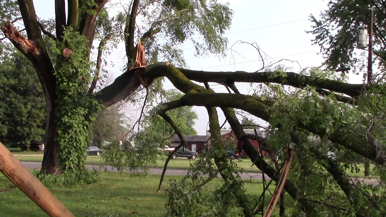 Tree Falls on Derby Shop