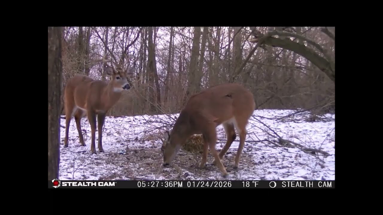 Ohio buck January 2026