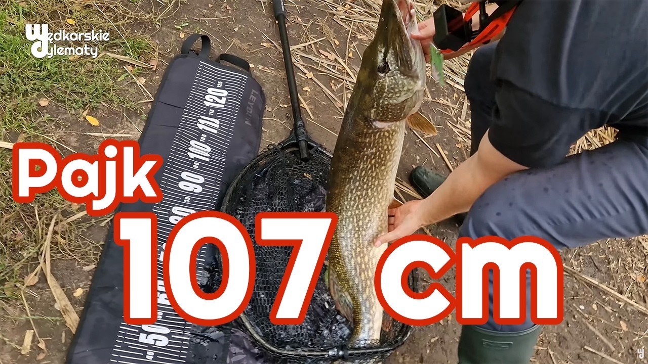 Szczupak 107 cm NOWE PB! #wedkarskiedylematy #multiplikator #fishing #shimanofishing #shimanoslx