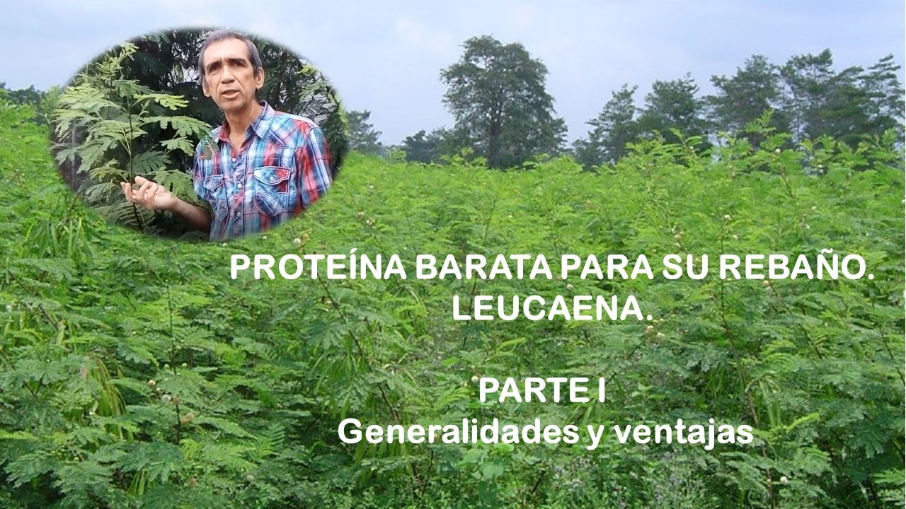 Leucaena: Proteína barata y de calidad para su rebaño. Parte I. Generalidades