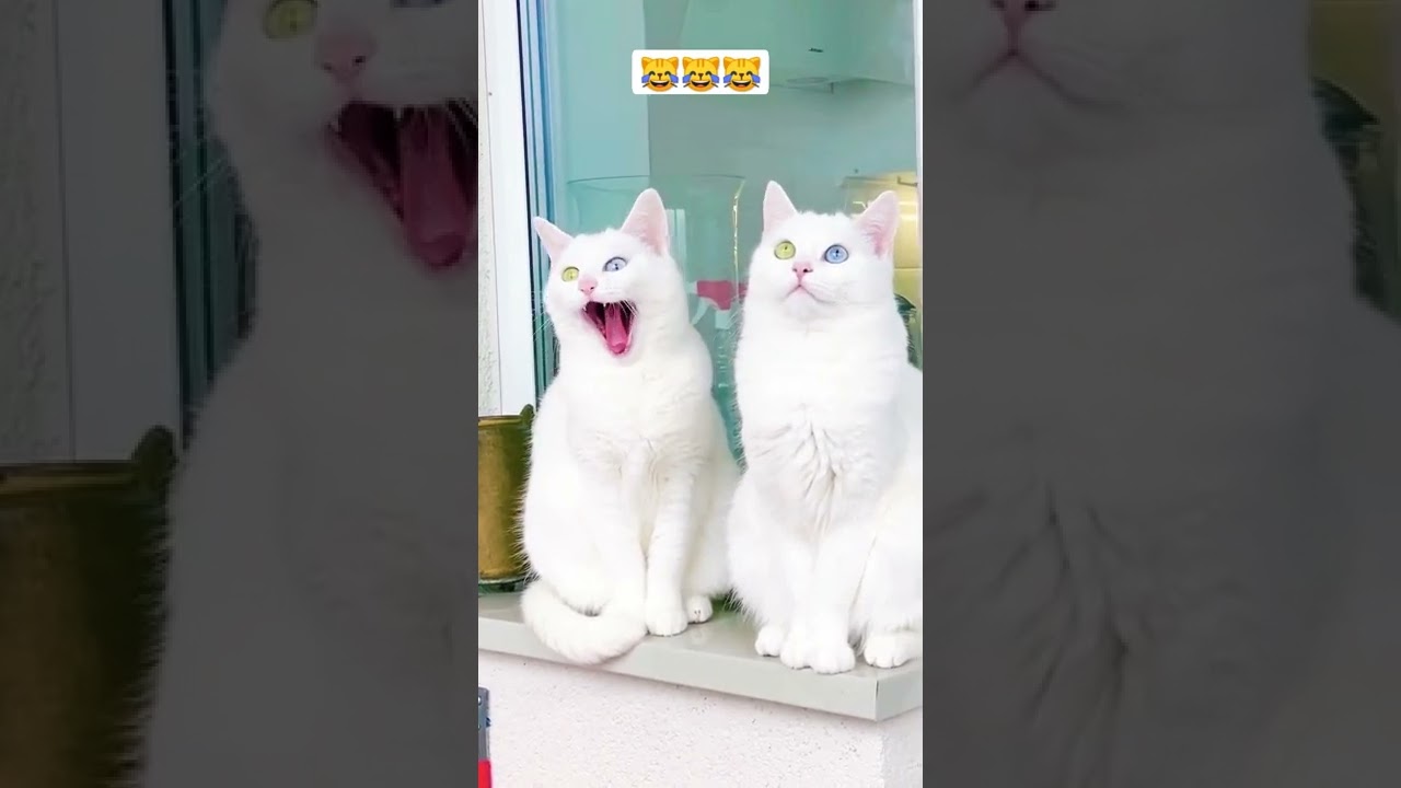 Kucing albino mata merah lucu🙀 #shorts #cat #kucinglucu #kucingmatabiru #kucingputihmatabiru #viral