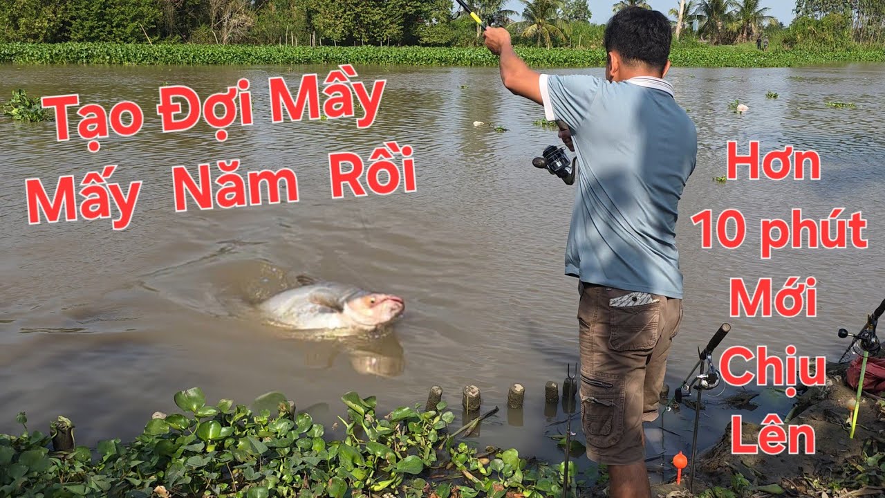 Hồi hợp chinh phục cá khủng sông Mỹ Phước. Mấy năm rồi mới bắt được nó | Săn bắt SÓC TRĂNG |