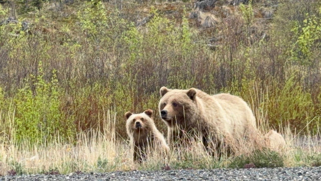 British columbia and the Yukon. Driving and camping and bears oh my 