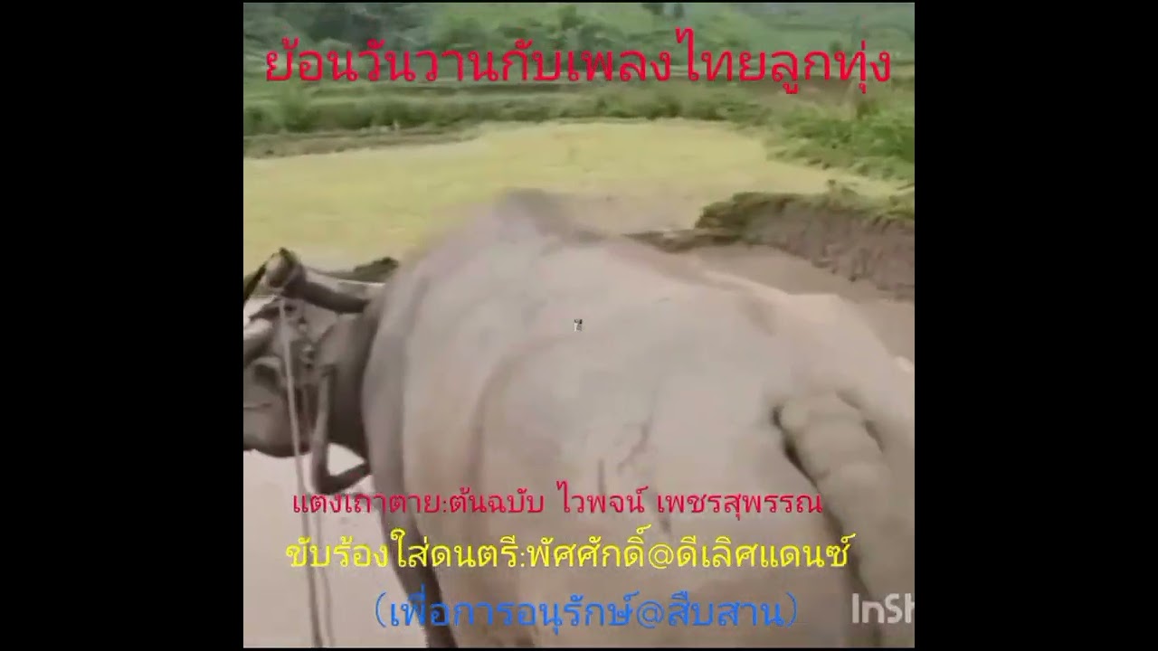 เพลงแตงเถาตาย: เพื่อรำลึก ครูไวพจน์ เพชรสุพรรณ coverby,: พัศศักดิ์@ดีเลิศแดนซ์