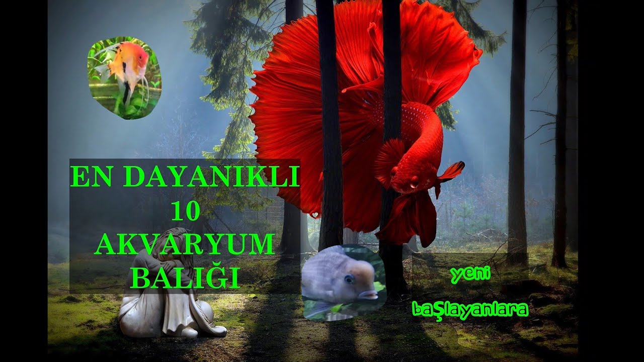 En Dayanıklı 10 Tatlı Su Akvaryum Balığı
