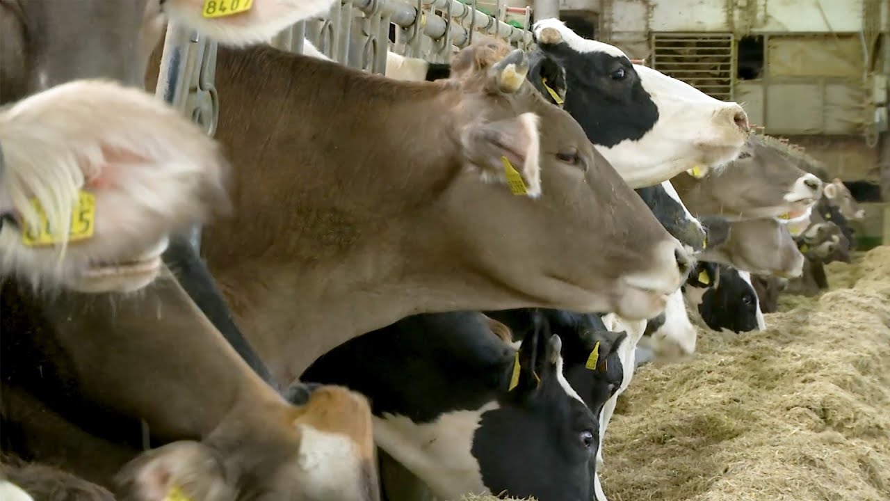 GIUDICARIE, BREGUZZO: DALLA STALLA AL BIOGAS NEL SEGNO DELLA SOSTENIBILITÀ
