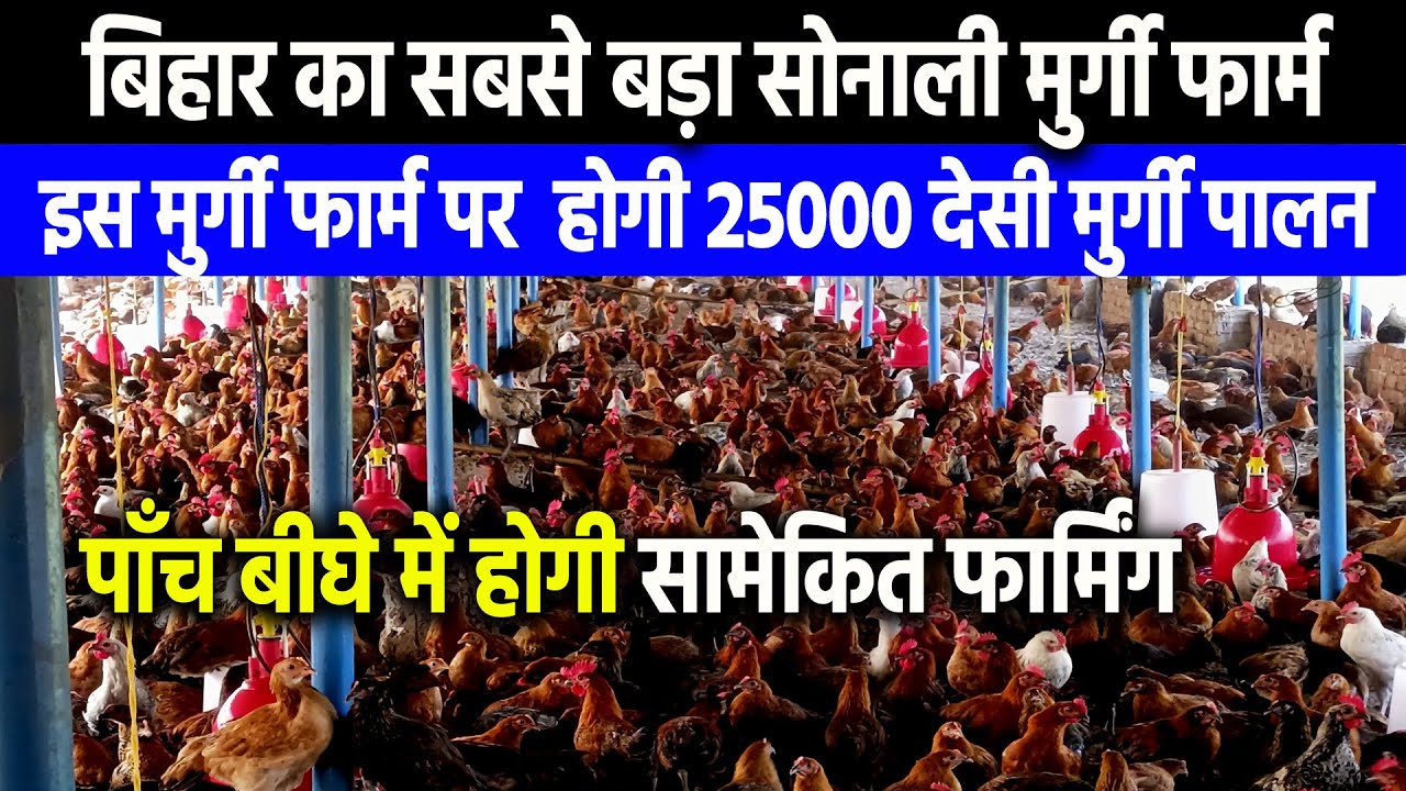 Desi Sonali Poultry Farming🐔बिहार में DESI मुर्गी का🐔इससे बड़ा SONALI MURGI FARM नहीं #desimurgifarm