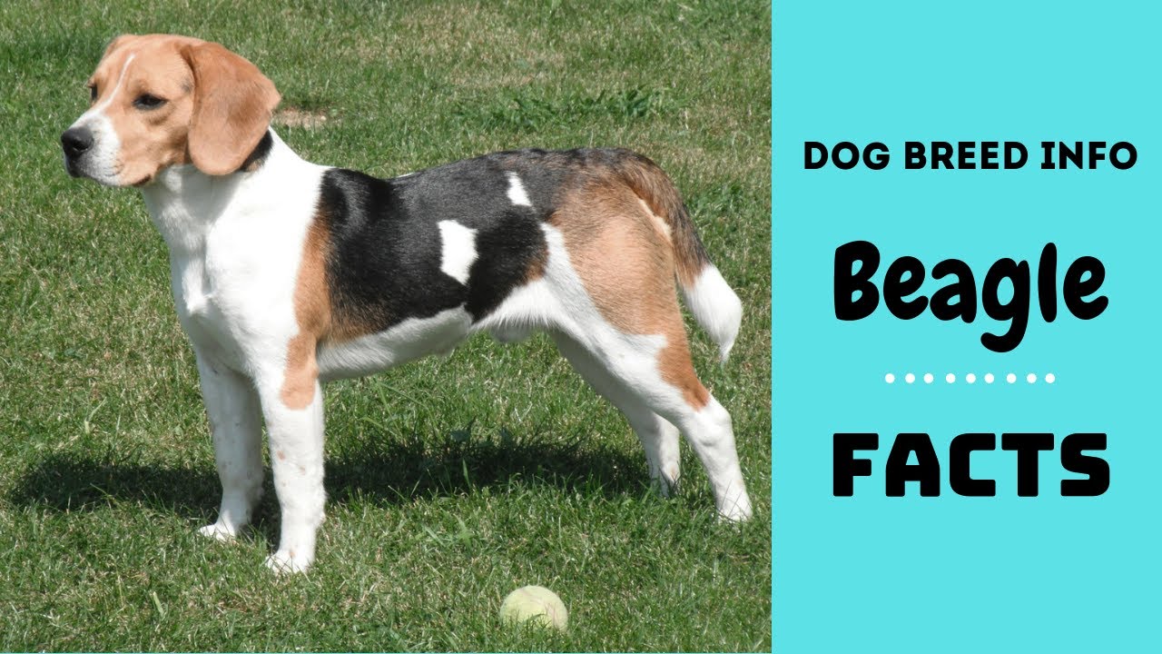 Beagle dog breed. All breed characteristics and facts about Beagle dogs