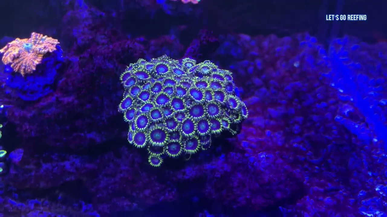I Defeated Cyano! No Chemi Clean! #coralreef #fishtank #reeftank #redsea #cyanobacteria #fish