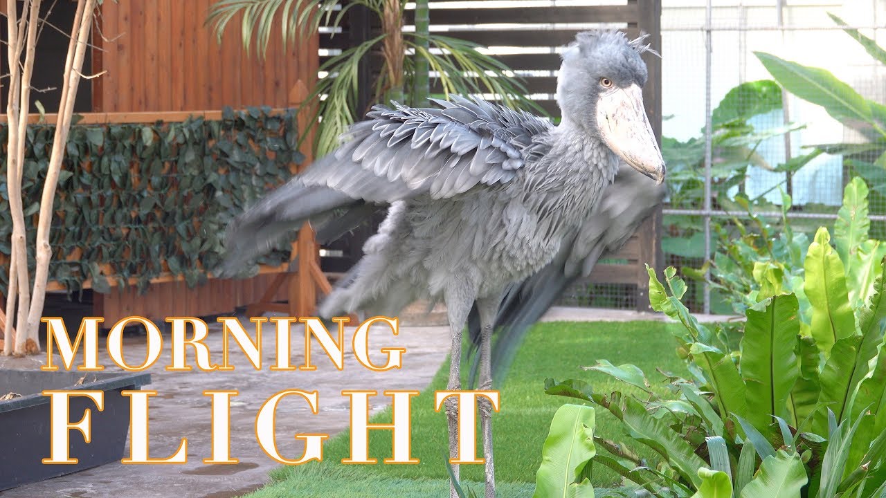 ハシビロコウのふたば、朝の様子と大飛翔!【11月のふたば2】Shoebill's big flight at morning