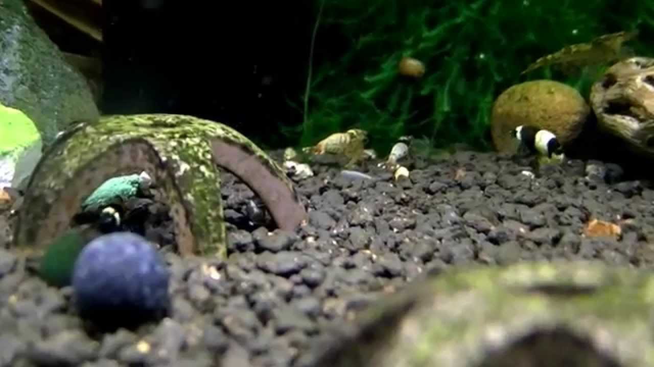 Krewetki Tibee | TaiTibee | Krewetkarium