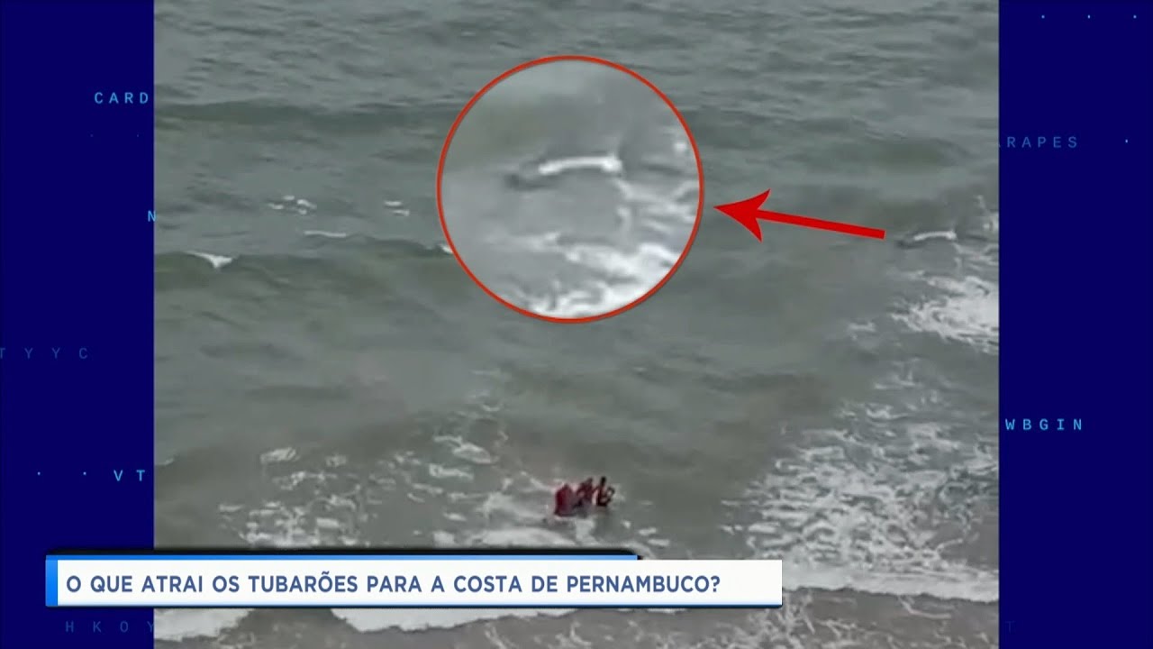 O que atrai tubarão no mar de Pernambuco?