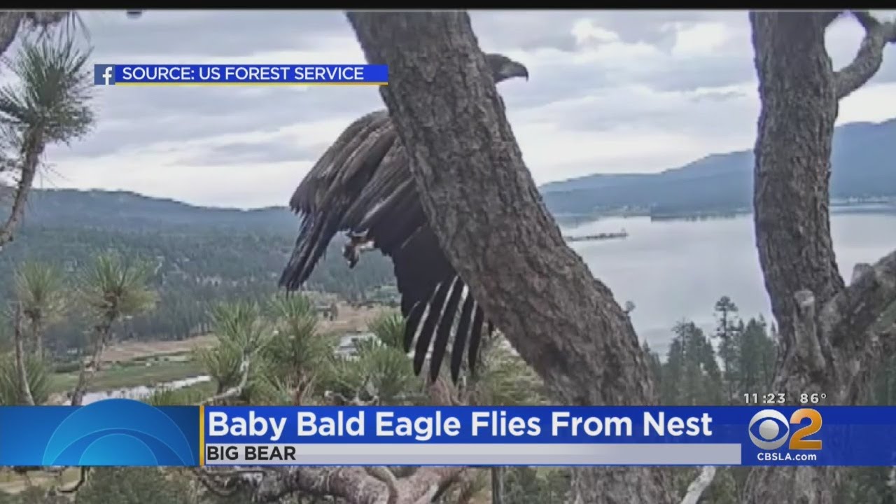 Baby Bald Eagle Takes Flight Over Big Bear