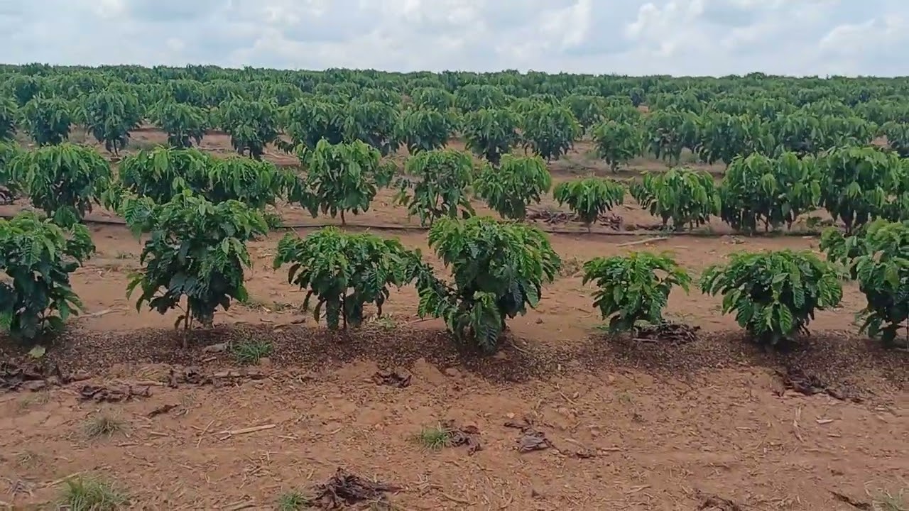 Café clonal robusta amazônico de Rondônia, café plantado sem cobertura de solo