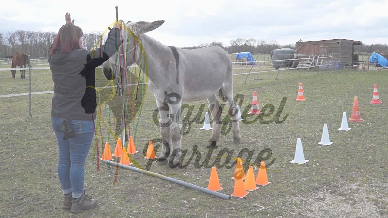 TOURNOI EQUIFEEL-PARTAGE 2021 | mars : le va et vient