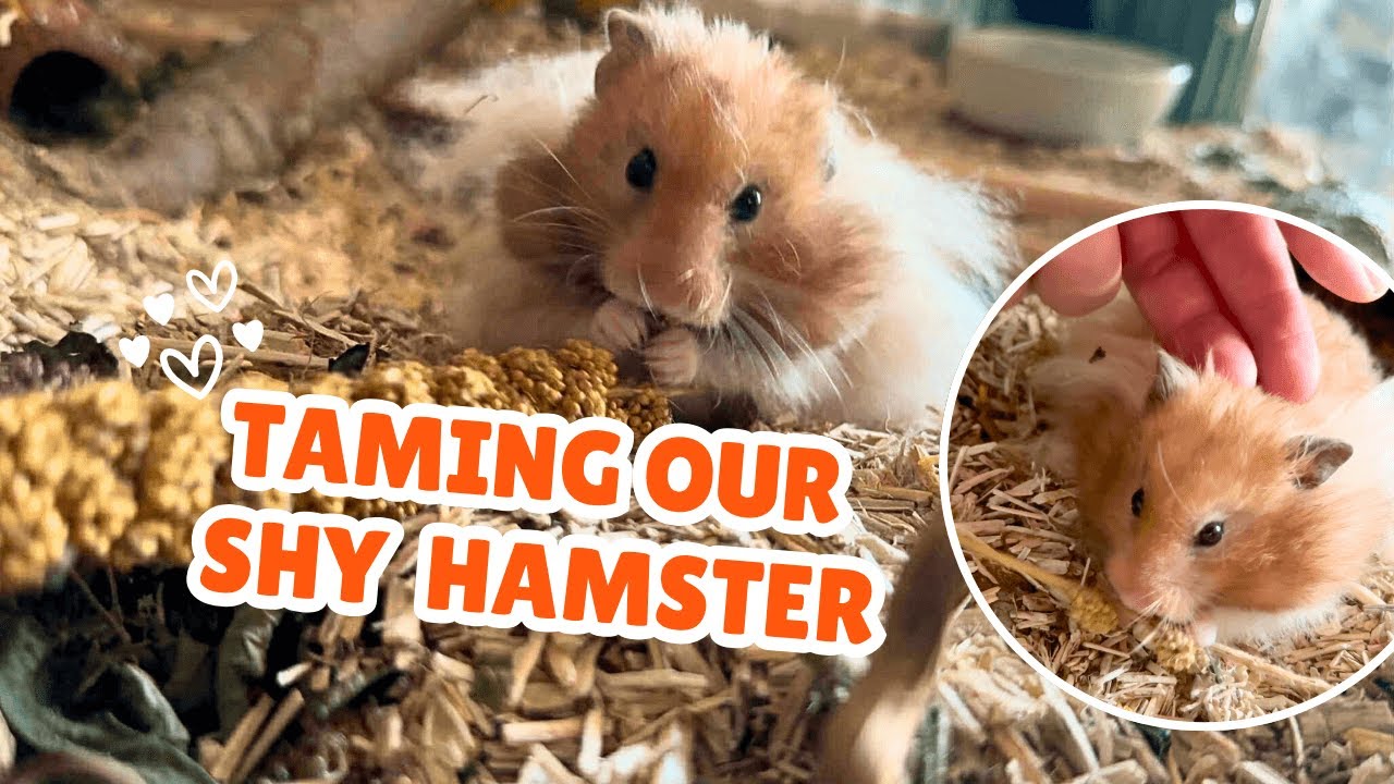 Taming our shy Syrian hamster: Bonding Journey