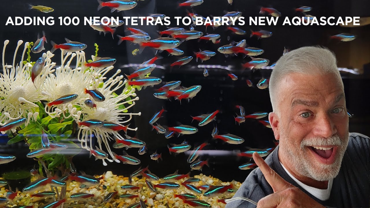 We Added 100 Neon Tetras to Barry’s New Aquascape | Aquarium Transformation