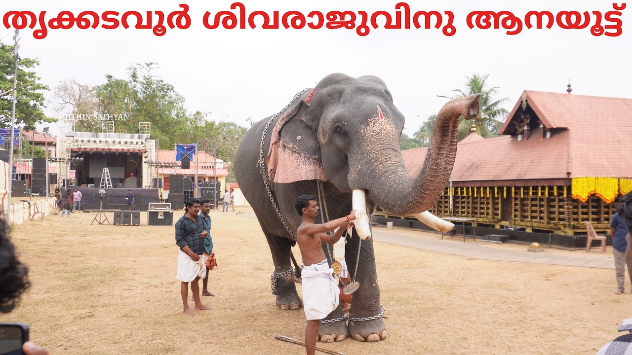 Aanayoottu for Thrikkadavoor shivaraju | തൃക്കടവൂർ ശിവരാജുവിനു ആനയൂട്ട്