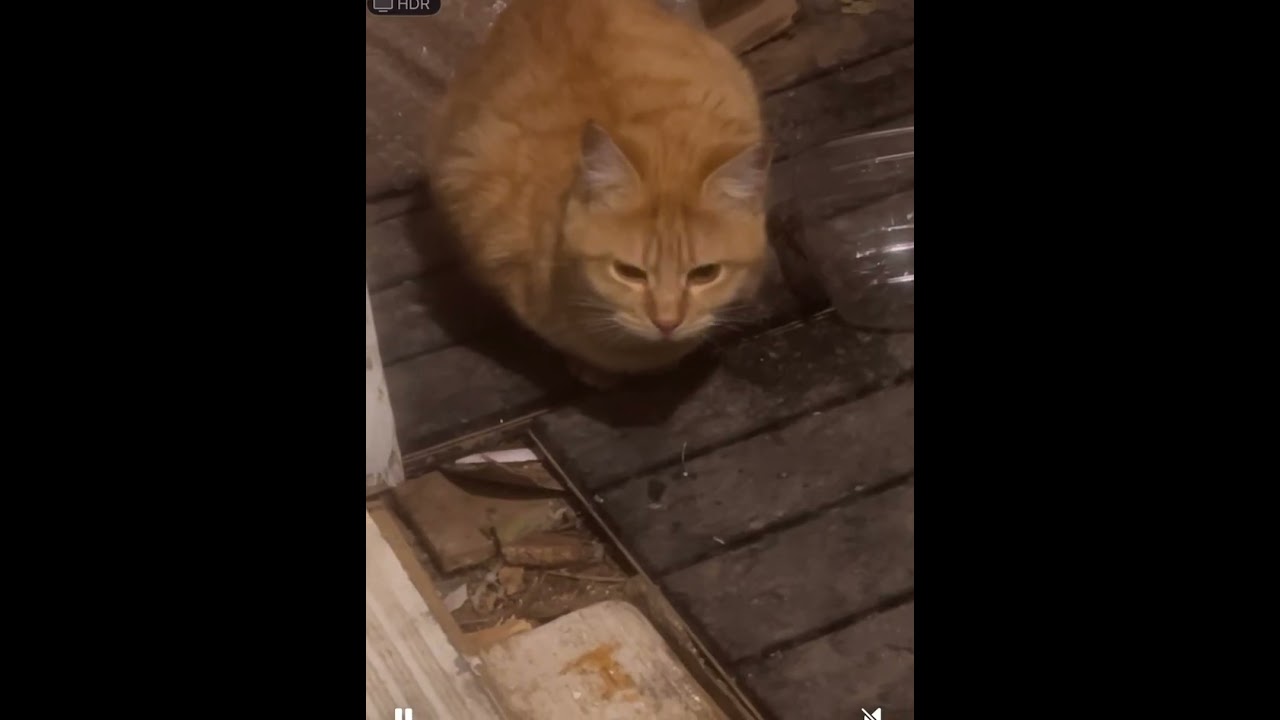 Day in the life of stray cat