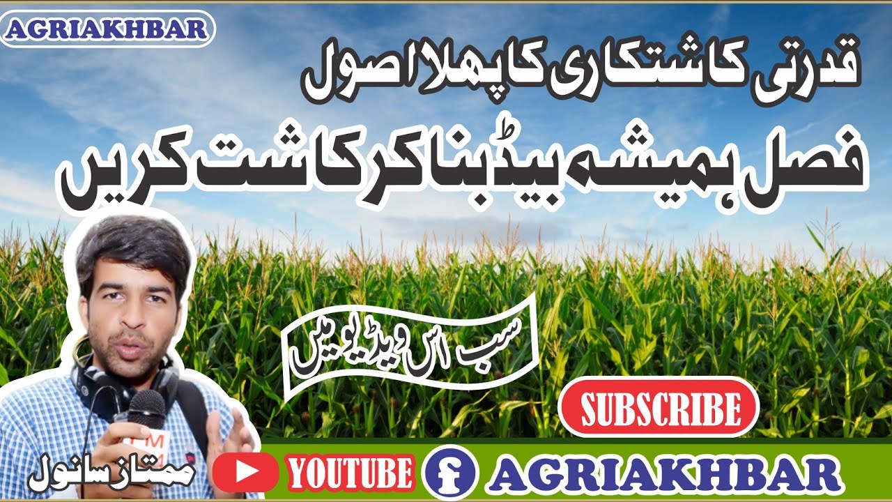 Agriculture | Natural  cultivation | Sowing on bed | Benefits bed sowing | Crop sowing | Urdu/Hindi