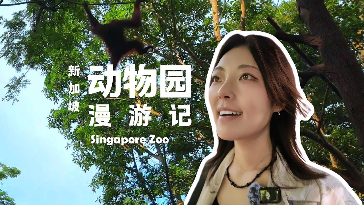 vlog | 新加坡动物园 超近距沉浸式体验 Singapore Zoo
