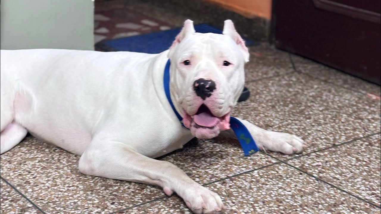 My dogo argentino routine | my dogs daily vlog | dogo argentino vlog | Shadow the dogo argentino 🥶