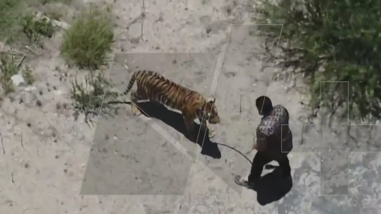 Dueño Llega para Atrapar a Tigre que Deambulaba por Salinas de Victoria, Nuevo León