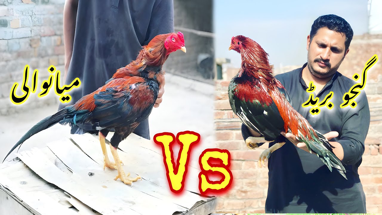 Ganju breed history part 5 | pure mianwali aseel cross ganju breed